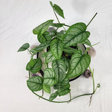 Load image into Gallery viewer, Monstera Siltepecana El Salvador, Exact Plant multi pot of 5 Ships Nationwide

