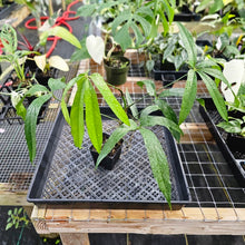 Load image into Gallery viewer, Anthurium Polydactylum, Exact Plant Ships Nationwide
