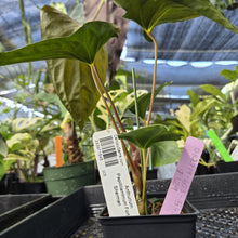 Load image into Gallery viewer, Anthurium Papillilaminum Fort Sherman, Exact Plant Ships Nationwide
