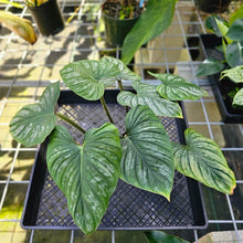 Load image into Gallery viewer, Philodendron Plowmanii, Exact Plant
