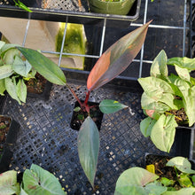 Load image into Gallery viewer, Philodendron Orange Princess, Exact Plant Variegated Ships Nationwide
