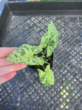 Load image into Gallery viewer, Syngonium Mojito, Exact Plant Variegated Ships Nationwide
