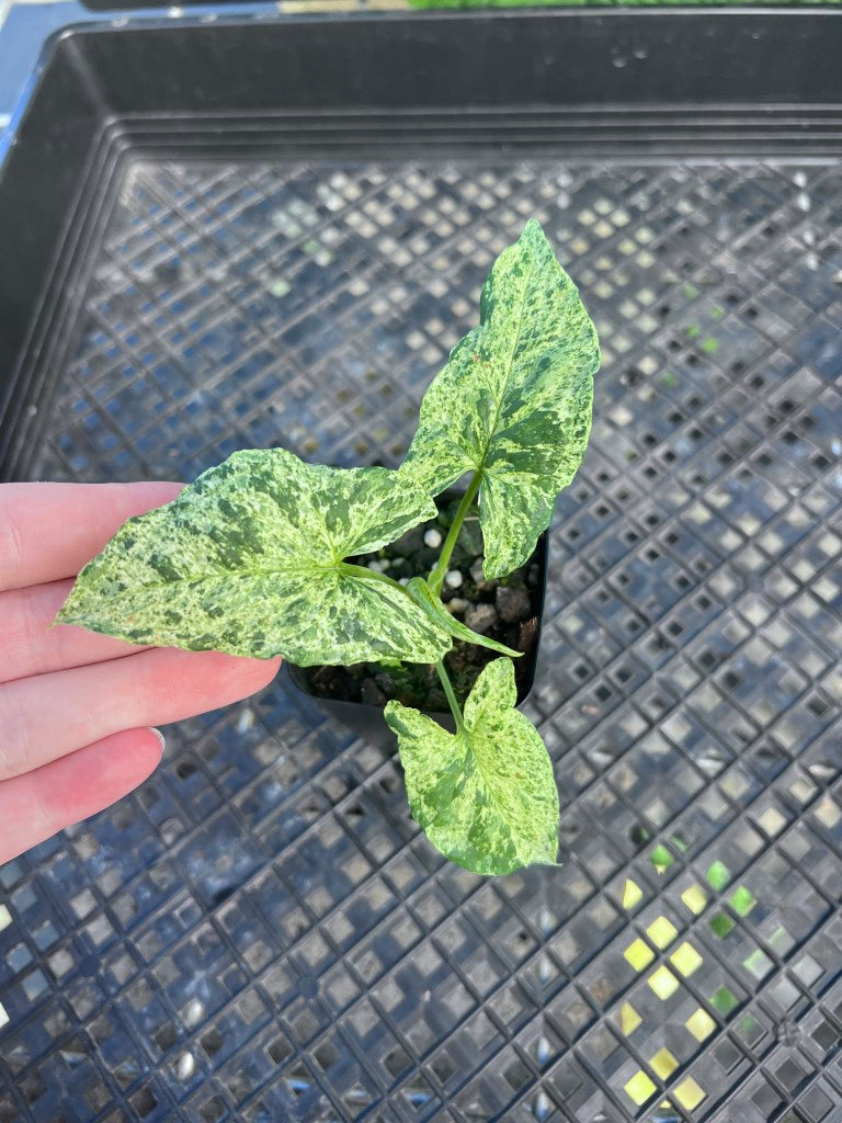 Syngonium Mojito, Exact Plant Variegated Ships Nationwide