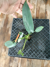 Load image into Gallery viewer, Philodendron Spiritus Sancti, Exact Plant Ships Nationwide
