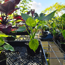 Load image into Gallery viewer, Alocasia Cucullata, Exact Plant Variegated
