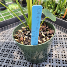 Load image into Gallery viewer, Anthurium Shibori Variegated exact plant, Fedex 2day*

