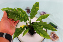 Load image into Gallery viewer, Variegated Philodendron Ring of Fire Exact Plant Ships Nationwide
