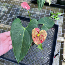 Load image into Gallery viewer, Anthurium Shibori, Exact Plant Variegated
