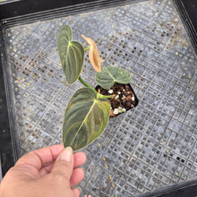 Load image into Gallery viewer, Philodendron Melanochrysum, Exact Plant Variegated Ships Nationwide
