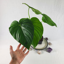 Load image into Gallery viewer, Philodendron Pastazanum, Exact Plant Large
