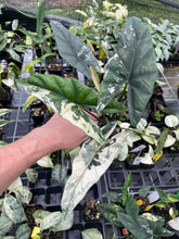 Load image into Gallery viewer, Alocasia Simpo Albo variegated 2.5" pot, Fedex 2day*

