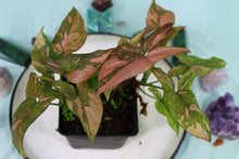Load image into Gallery viewer, Variegated Syngonium Pink Splash double plant Exact Plant Ships nationwide
