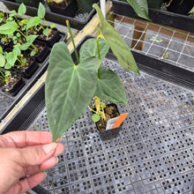Load image into Gallery viewer, Anthurium Papillilaminum Fort Sherman X Ralph Lynam,Exact Plant Ships Nationwide
