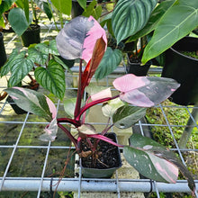 Load image into Gallery viewer, Philodendron Pink Princess Galaxy, Exact Plant Variegated
