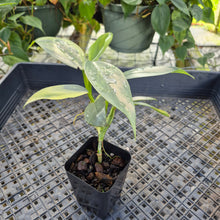 Load image into Gallery viewer, Philodendron Hastatum Silver Sword, Exact Plant Variegated Ships Nationwide
