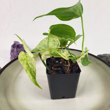 Load image into Gallery viewer, Philodendron Hederaceum, Heart Leaf, Exact Plant Variegated Ships Nationwide
