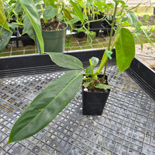 Load image into Gallery viewer, Philodendron Patriciae, Exact Plant Ships Nationwide
