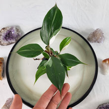 Load image into Gallery viewer, Philodendron White Knight Variegated 2.5&quot; Pot, Fedex 2 day*
