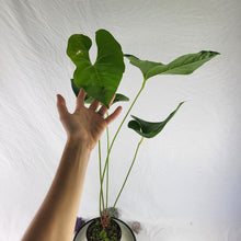 Load image into Gallery viewer, Anthurium Decipiens, Exact Plant Large
