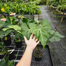 Load image into Gallery viewer, Anthurium Macrolobium, Exact Plant XXL flowering
