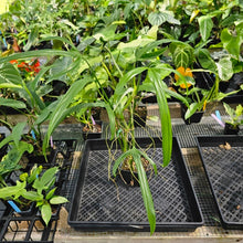 Load image into Gallery viewer, Philodendron Holtonianum, Exact Plant Ships Nationwide
