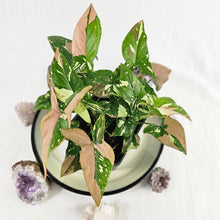 Load image into Gallery viewer, Syngonium Red Spot Tricolor, Variegated multi pot of 4 Ships Nationwide
