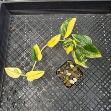Load image into Gallery viewer, Monstera Standleyana Aurea, Exact Plant Variegated Ships Nationwide
