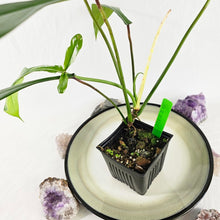 Load image into Gallery viewer, Philodendron Joepii, Exact Plant Ships Nationwide
