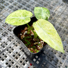 Load image into Gallery viewer, Alocasia Ninja Tricolor, Exact Plant Variegated Ships Nationwide
