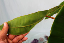 Load image into Gallery viewer, Philodendron Billietiae Exact Plant
