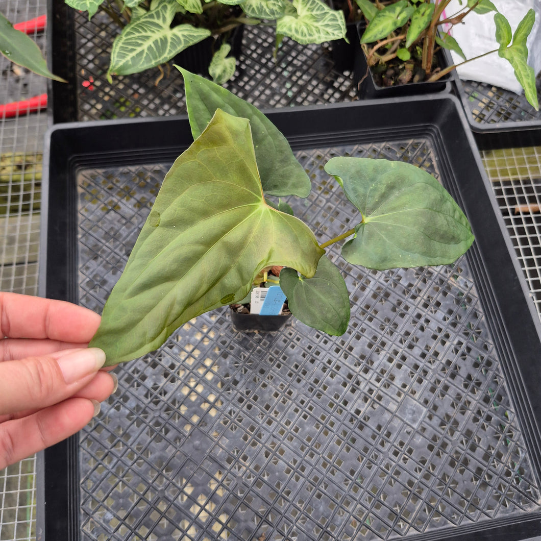 Anthurium Papillilaminum Fort Sherman, Exact Plant Ships Nationwide