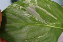 Load image into Gallery viewer, Variegated Monstera Lechleriana, exact plant, ships nationwide
