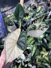 Load image into Gallery viewer, Alocasia Dragon Scale Albo Variegated 2.5" pot, Fedex 2day*
