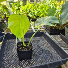 Load image into Gallery viewer, Monstera Borsigiana Aurea, Exact Plant Variegated Ships Nationwide
