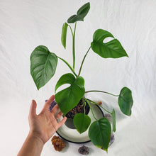 Load image into Gallery viewer, Monstera Sierrana Hawaii Clone, Exact Plant
