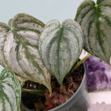 Load image into Gallery viewer, Philodendron Brandtianum 4&quot; pot, Fedex 2 day*
