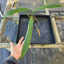 Load image into Gallery viewer, Anthurium Bakeri, Exact Plant Ships Nationwide
