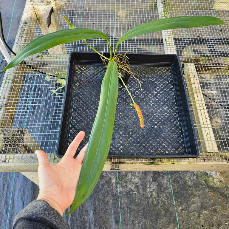 Anthurium Bakeri, Exact Plant Ships Nationwide