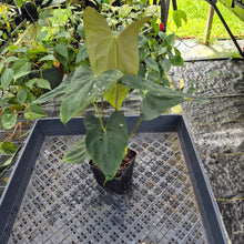 Load image into Gallery viewer, Anthurium Papillilaminum Fort Sherman X Ralph Lynam, Exact Plant Ship Nationwide
