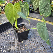 Load image into Gallery viewer, Philodendron Glorious, Exact Plant Ships Nationwide
