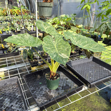 Load image into Gallery viewer, Alocasia Wentii Pink Splash Variegated exact plant, Fedex 2day*

