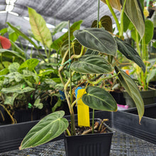 Load image into Gallery viewer, Philodendron Melanochrysum, Exact Plant Ships Nationwide
