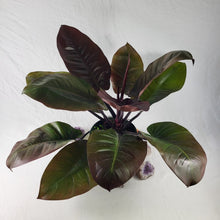 Load image into Gallery viewer, Philodendron Black Cardinal, Exact Plant X-Large
