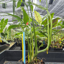 Load image into Gallery viewer, Monstera Subpinnata, Exact Plant Ships Nationwide
