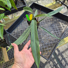 Load image into Gallery viewer, Philodendron Bicolor,Double plant. Exact Plant Ships Nationwide
