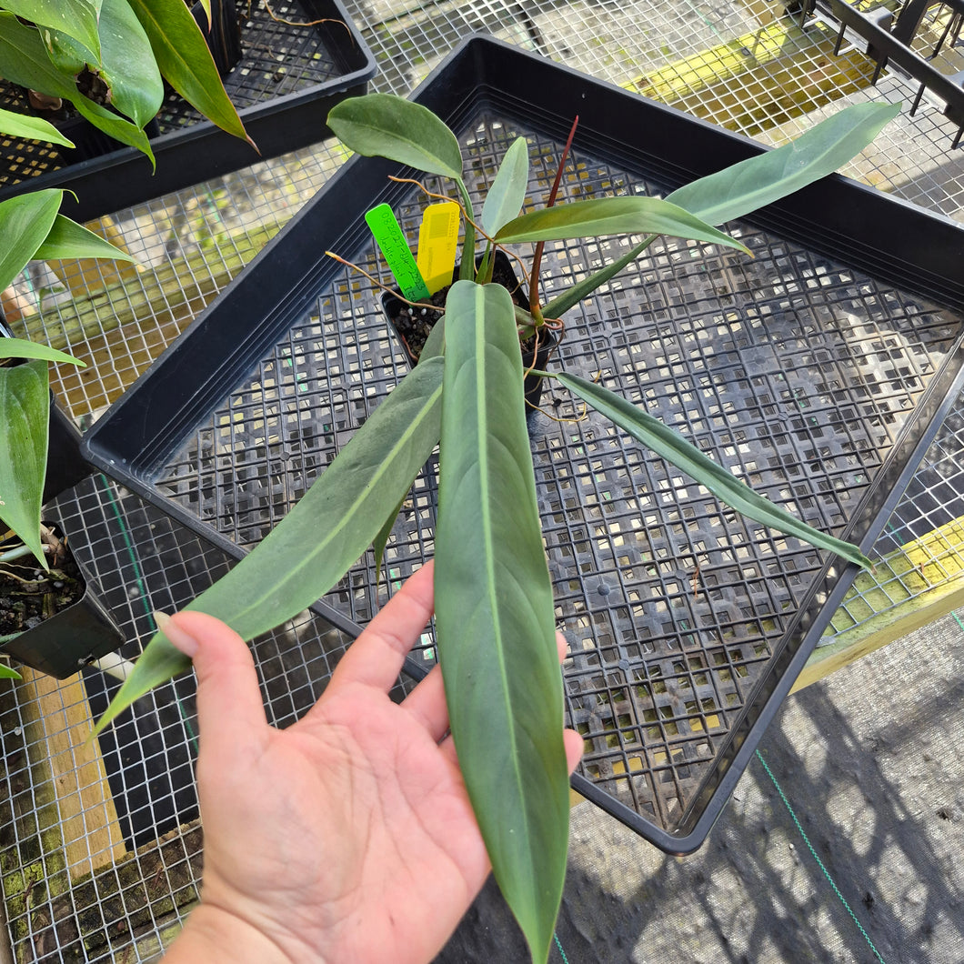 Philodendron Bicolor,Double plant. Exact Plant Ships Nationwide