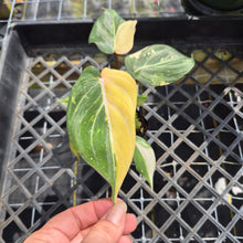 Load image into Gallery viewer, Philodendron Gloriosum variegated, Exact Plant Ships Nationwide
