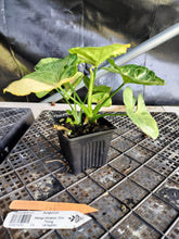 Load image into Gallery viewer, Syngonium Mango Allusion, Orm Thong, Exact Plant Variegated Ships Nationwide

