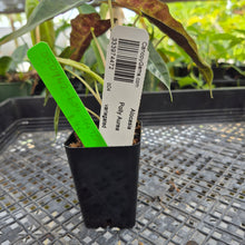 Load image into Gallery viewer, Alocasia polly aurea variegated, Exact Plant Ships Nationwide.
