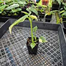 Load image into Gallery viewer, Monstera Creme Brulee , Exact Plant Variegated Ships Nationwide
